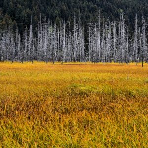Ghost Forest along Seward Highway in Alaska - Encircle Photos