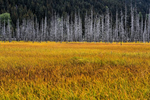 Ghost Forest along Seward Highway in Alaska - Encircle Photos