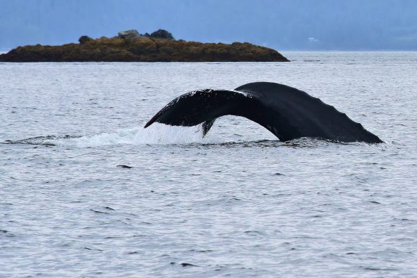 Humpback Whale Tail near Juneau, Alaska - Encircle Photos