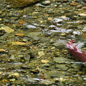 Sockeye Salmon in Red Spawning Stage near Juneau, Alaska - Encircle Photos