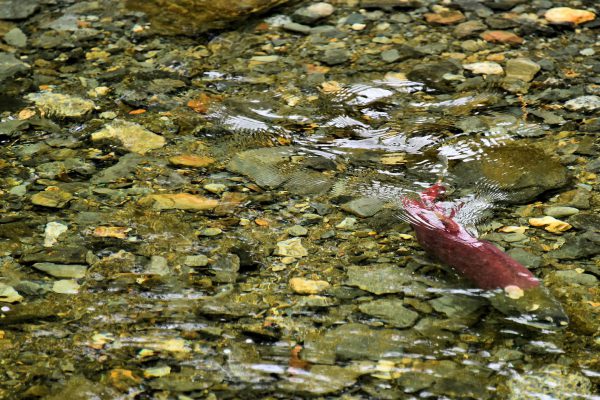 Sockeye Salmon in Red Spawning Stage near Juneau, Alaska - Encircle Photos