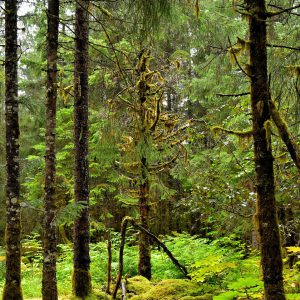 Tongass National Forest Rainforest Vegetation near Juneau, Alaska - Encircle Photos