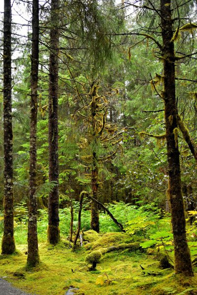 Tongass National Forest Rainforest Vegetation near Juneau, Alaska - Encircle Photos