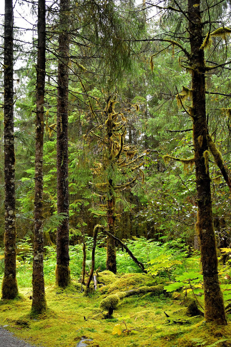 Tongass National Forest Rainforest Vegetation near Juneau, Alaska