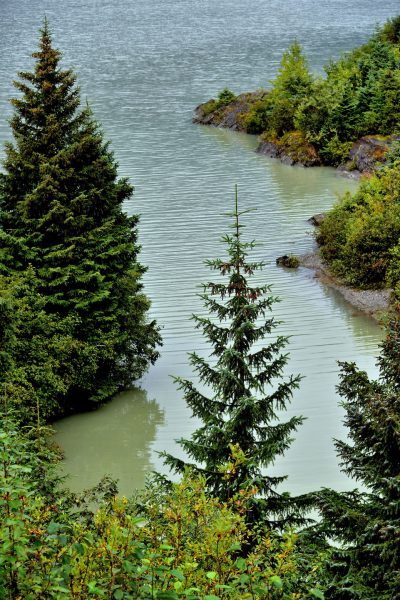 Vegetation along Mendenhall Lake near Juneau, Alaska - Encircle Photos
