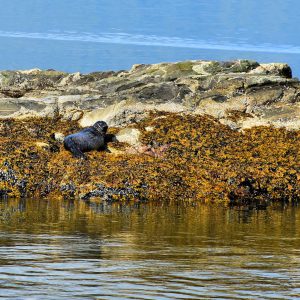 Harbor Seal in Behm Canal near Ketchikan, Alaska - Encircle Photos