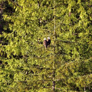 Pair of Adult Bald Eagles near Ketchikan, Alaska - Encircle Photos