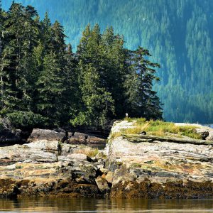 Watchful Bald Eagle on Island near Ketchikan, Alaska - Encircle Photos