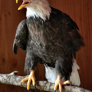 Bald Eagle at Alaska Wildlife Conservation Center in Portage, Alaska - Encircle Photos