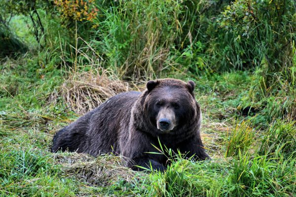 Brown Bear at Alaska Wildlife Conservation Center in Portage, Alaska - Encircle Photos