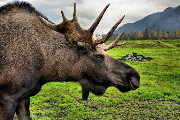 Moose Close Up at Alaska Wildlife Conservation Center in Portage, Alaska - Encircle Photos