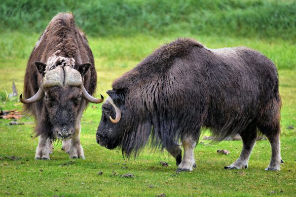 Musk Oxen at Alaska Wildlife Conservation Center in Portage, Alaska - Encircle Photos