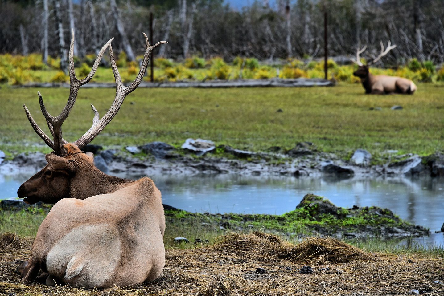 Two Reclining Elk at Alaska Wildlife Conservation Center in Portage