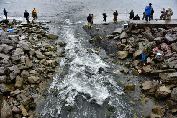 Salmon Fishing At Scheffler Creek in Seward, Alaska - Encircle Photos