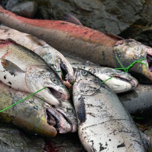 Wild Coho and Sockeye Salmon on Stringer in Seward, Alaska - Encircle Photos