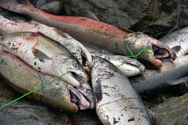 Wild Coho and Sockeye Salmon on Stringer in Seward, Alaska - Encircle Photos