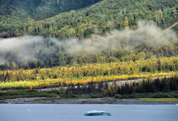 Vegetation along Disenchantment Bay in Alaska - Encircle Photos