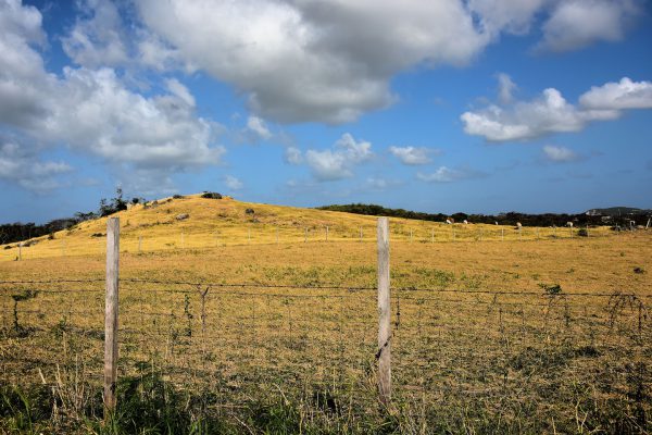 Barbwire Fence around Cattle Pasture in Countryside of Antigua - Encircle Photos
