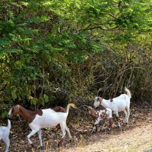 Goats Running Wild along Road in Liberta, Antigua - Encircle Photos