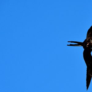 Magnificent Frigatebird in Flight in St. John’s, Antigua - Encircle Photos