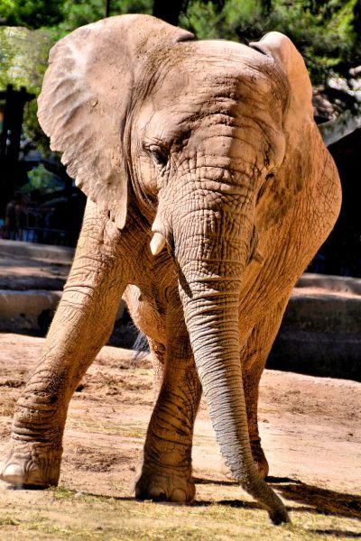 Elephant at Buenos Aires Zoo in Buenos Aires, Argentina - Encircle Photos
