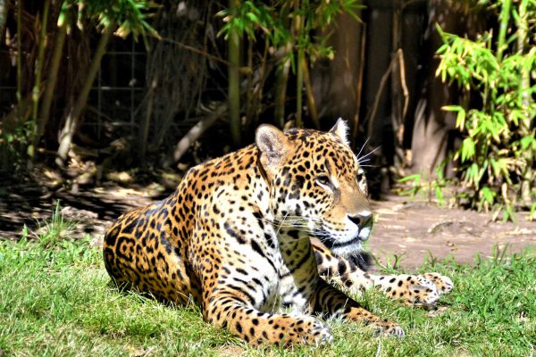 Resting Jaguar at Buenos Aires Zoo in Buenos Aires, Argentina - Encircle Photos