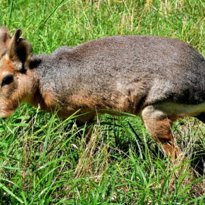 Patagonian Hare at Eco-Park in Palermo, Buenos Aires, Argentina - Encircle Photos