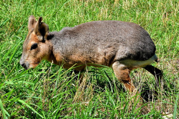 Patagonian Hare at Eco-Park in Palermo, Buenos Aires, Argentina - Encircle Photos