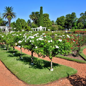 Rose Garden at February 3 Park in Palermo, Buenos Aires, Argentina - Encircle Photos
