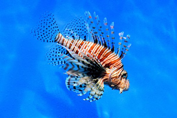 Red Lion Fish at Buenos Aires Zoo in Buenos Aires, Argentina - Encircle Photos