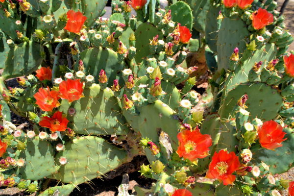 Flora at Casa Grande Ruins in Coolidge, Arizona - Encircle Photos