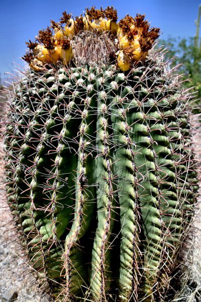 Arizona Barrel Cactus Blooming in Saguaro National Park in Tucson, Arizona - Encircle Photos