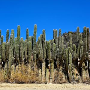 Cactus Fence Line in Noord District, Aruba - Encircle Photos