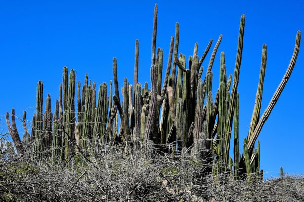 Kadushi Cactus in Noord District, Aruba - Encircle Photos