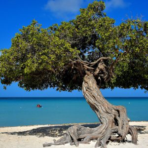Iconic Divi-divi Tree at Eagle Beach near Oranjestad, Aruba - Encircle Photos