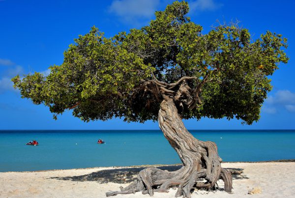 Iconic Divi-divi Tree at Eagle Beach near Oranjestad, Aruba - Encircle Photos