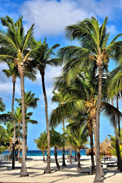 Palm Trees at Manchebo Beach near Oranjestad, Aruba - Encircle Photos