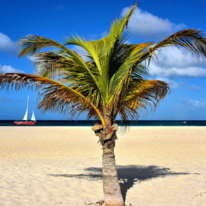 Sailboat with Single Palm at Manchebo Beach near Oranjestad, Aruba - Encircle Photos