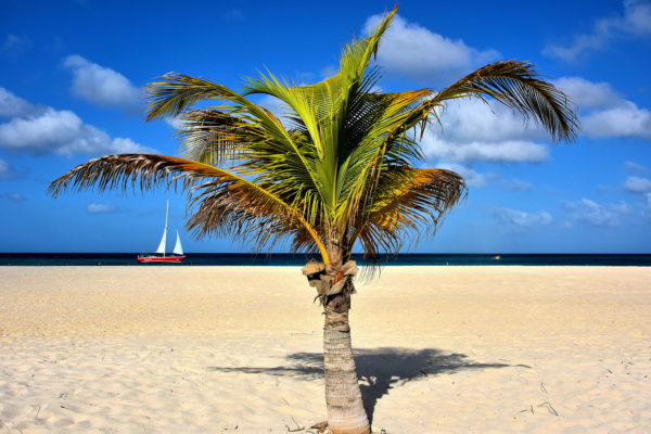 Sailboat with Single Palm at Manchebo Beach near Oranjestad, Aruba - Encircle Photos
