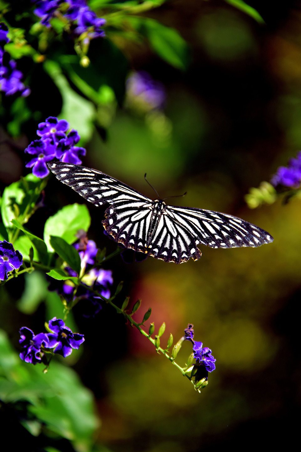 Tree Nymph Butterfly at Butterfly Farm in Palm Beach District