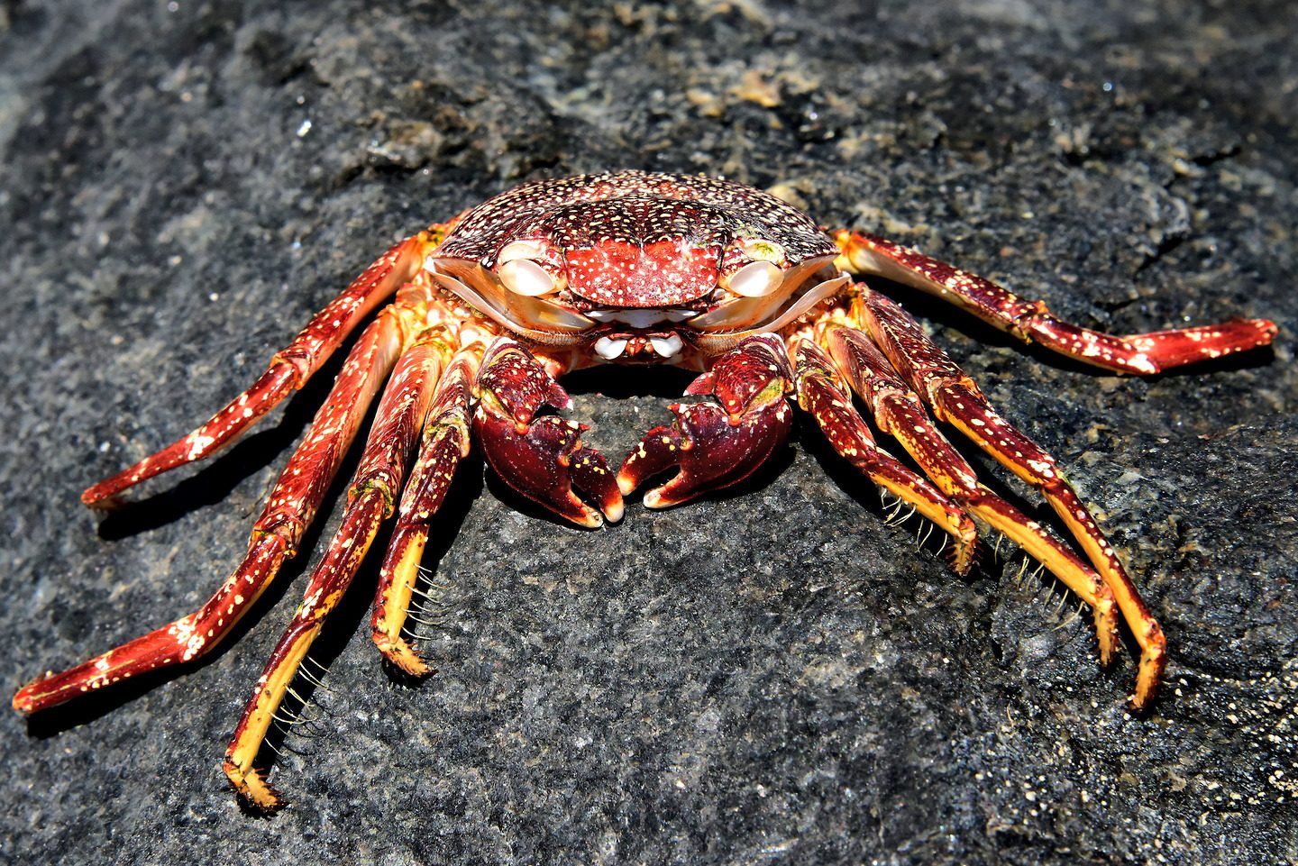 Batwing Coral Crab in Santa Cruz District, Aruba Encircle Photos