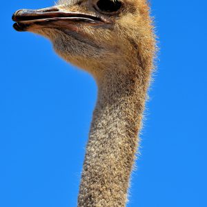 Ostrich Close Up at Ostrich Farm in Santa Cruz District, Aruba - Encircle Photos
