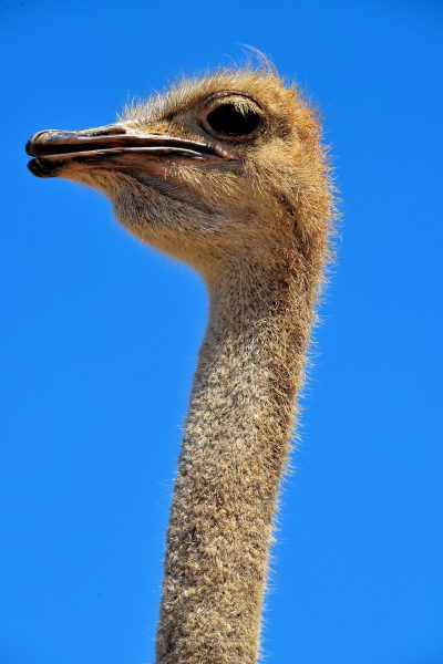 Ostrich Close Up at Ostrich Farm in Santa Cruz District, Aruba - Encircle Photos