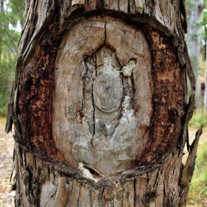 Burial Tree at Euroka Clearing near Glenbrook in Blue Mountains, Australia - Encircle Photos