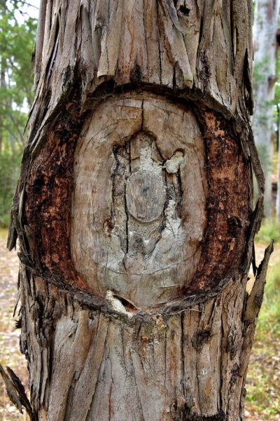 Burial Tree at Euroka Clearing near Glenbrook in Blue Mountains, Australia - Encircle Photos