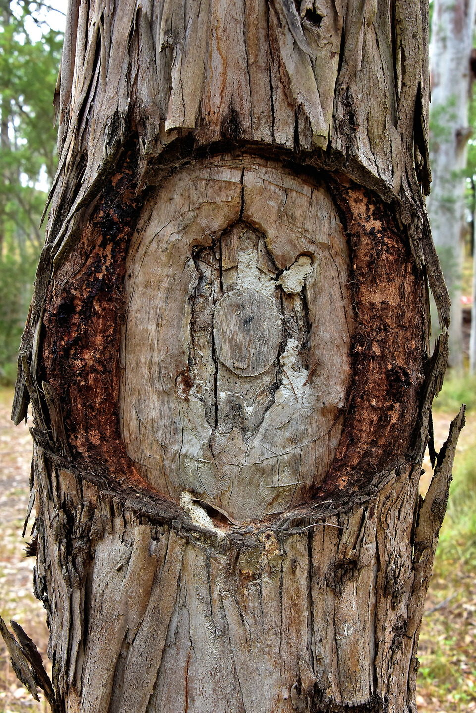 Burial Tree at Euroka Clearing near Glenbrook in Blue Mountains