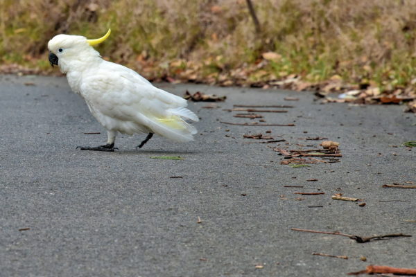 Sulphur-crested Cockatoo at Euroka Clearing near Glenbrook in Blue Mountains, Australia - Encircle Photos