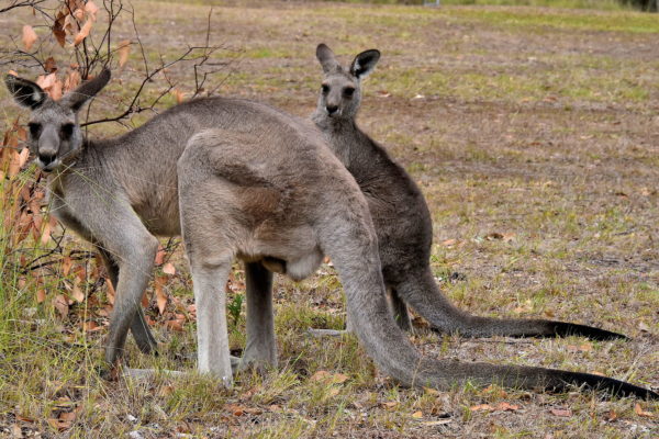 Pair of Kangaroos at Euroka Clearing near Glenbrook in Blue Mountains, Australia - Encircle Photos