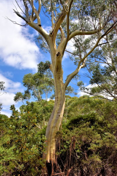 White Eucalyptus at Gordon Falls in Leura in Blue Mountains, Australia - Encircle Photos