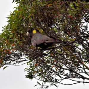 Yellow-Tailed Black Cockatoo in Wentworth Falls in Blue Mountains, Australia - Encircle Photos